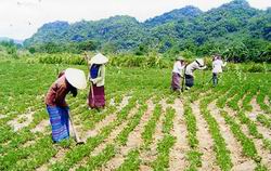 นายกรัฐมนตรีอนุมัติยุทธศาสตร์งานด้านชนเผ่า